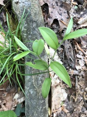 Uvularia puberula