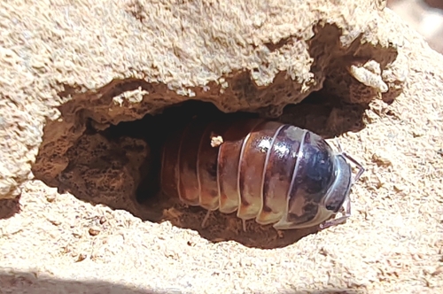 Periscyphis omanensis (Periscyphis omanensis)