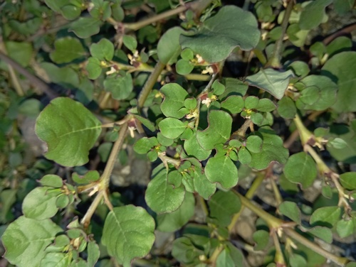 Trianthema portulacastrum iNat (2)