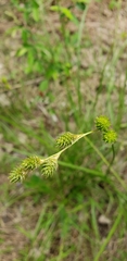 Carex tribuloides