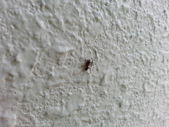 Asagena americana