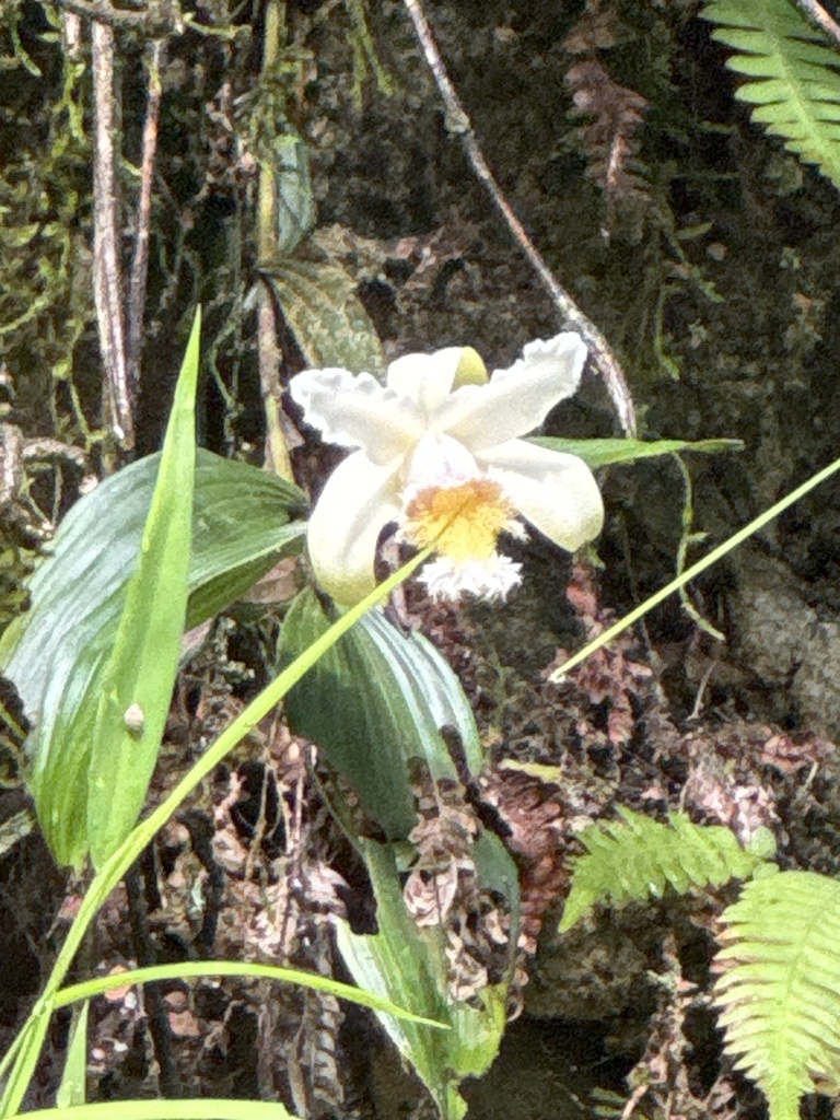 Sobralia fimbriata