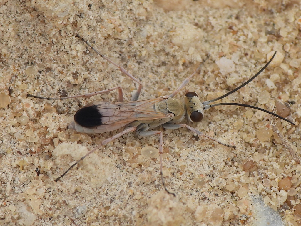 Gonaporus