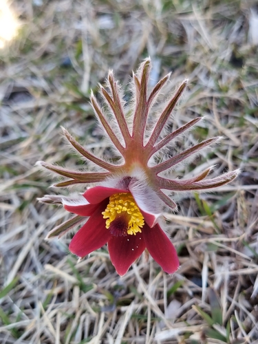 Image of Pulsatilla cernua by (c) florawhite, some rights reserved (CC BY)
