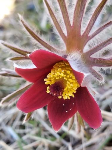 Image of Pulsatilla cernua by (c) florawhite, some rights reserved (CC BY)
