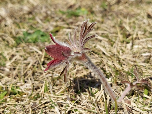 Image of Pulsatilla cernua by (c) florawhite, some rights reserved (CC BY)