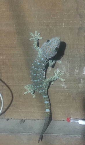 Tokay Gecko