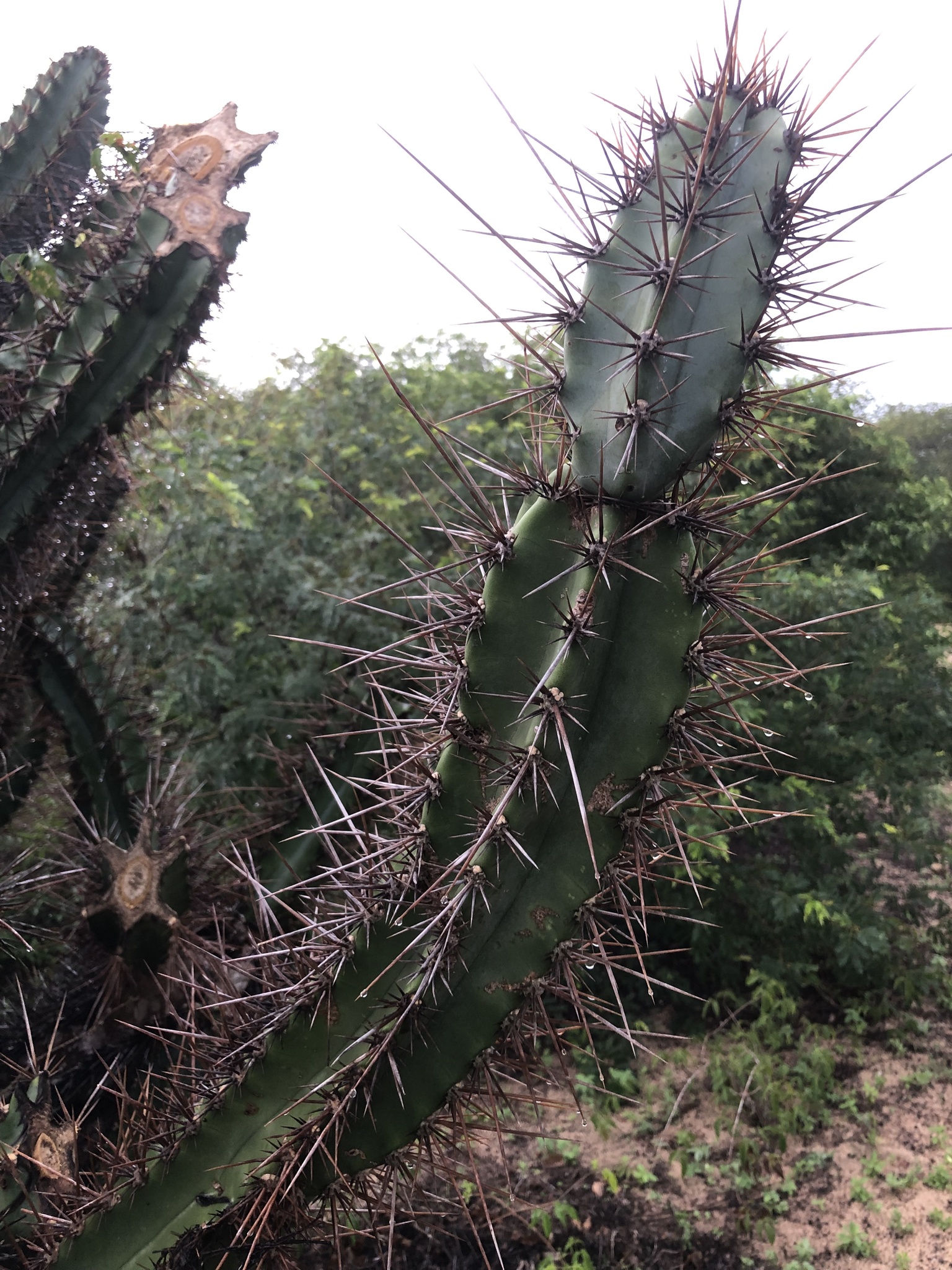 Cereus jamacaru