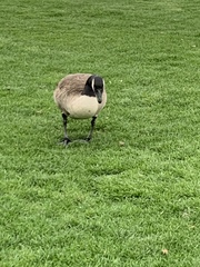 Branta canadensis