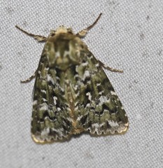 Thalatha bryochlora