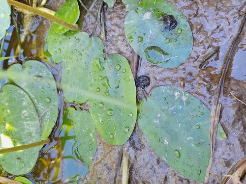 Image of Hydrocleys nymphoides by (c) Rocío Esmeralda Pose, some rights reserved (CC BY)
