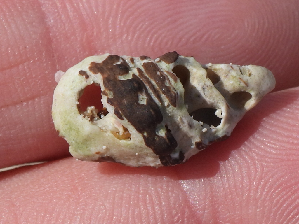 Clypeomorus bifasciata