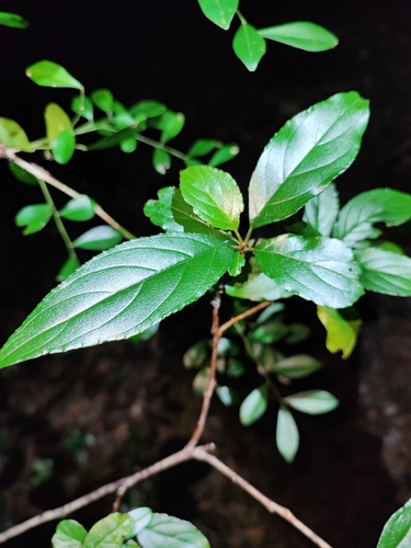 Rhamnus liukiuensis iNat (3)