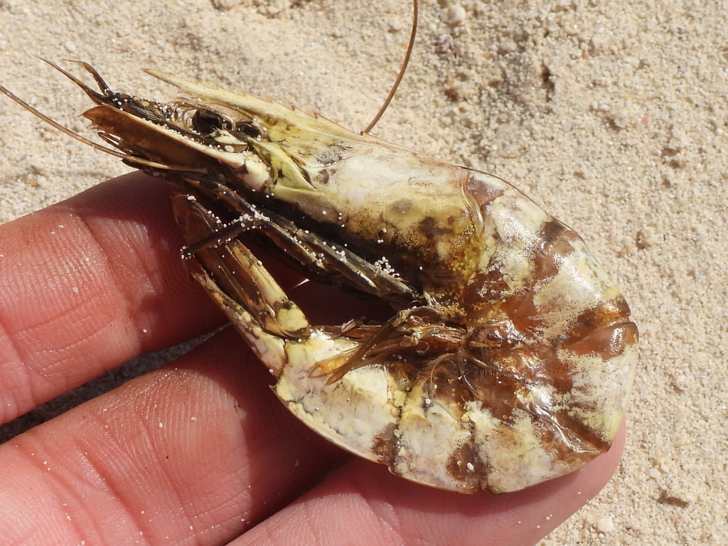 Penaeid Prawns from Najmah, Ras Tanura Saudi Arabia on March 1, 2024 at
