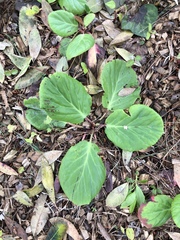 Bergenia crassifolia