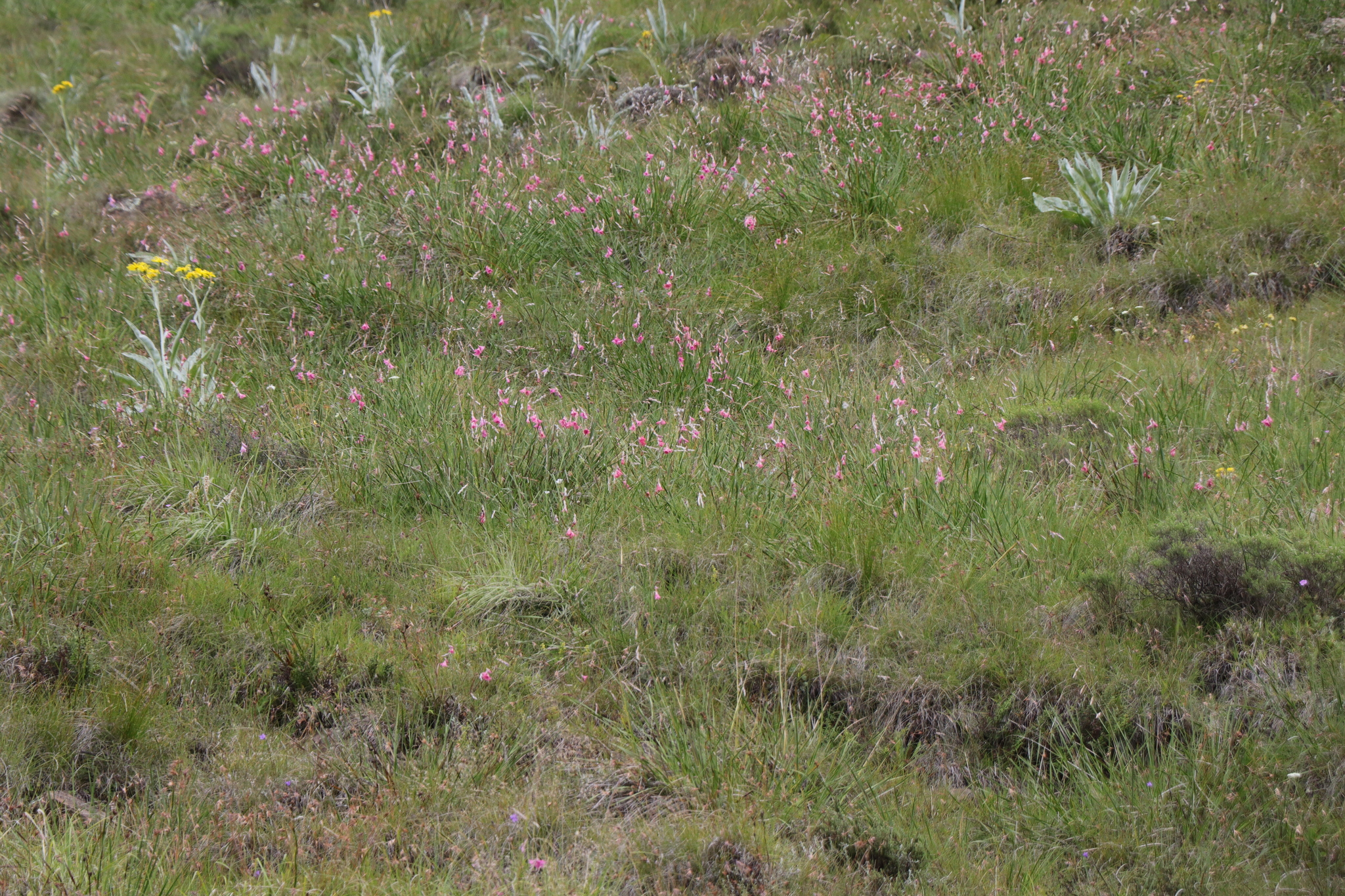 Imagem de Não há um nome popular amplamente reconhecido no Brasil para "Dierama dracomontanum"