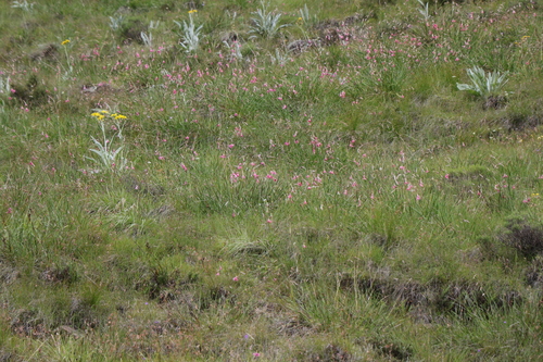Foto de Dierama dracomontanum