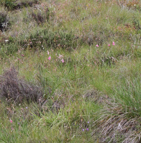 Foto de Dierama dracomontanum