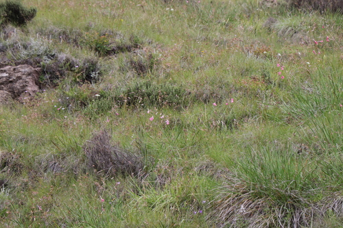 Foto de Dierama dracomontanum