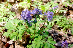 Corydalis solida