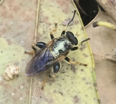 Teuchocnemis lituratus