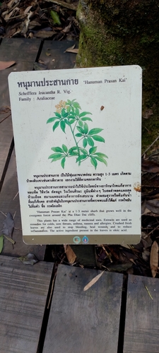 Heptapleurum leucanthum, photograph 2
