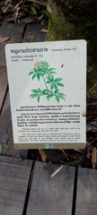 Heptapleurum leucanthum, photograph Carlos Otávio Gussoni, CC BY, iNaturalist via GBIF
