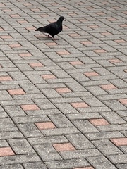Columba livia