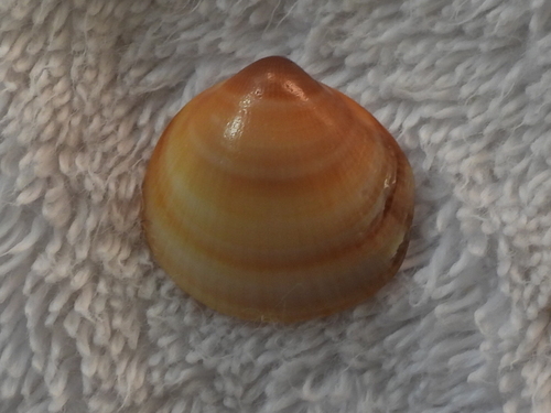 Glycymeris livida