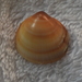 Glycymeris livida