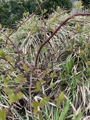 Gleditsia triacanthos