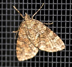 Polyclysta hypogrammata