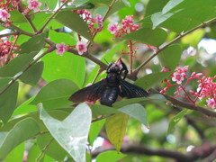 Xylocopa nasalis