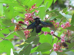 Xylocopa nasalis