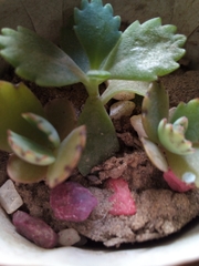 Crassulaceae