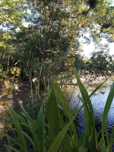 Foto de Chuva-de-ouro