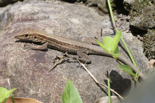 Dominica Groundlizard, Pholidoscelis fuscatus