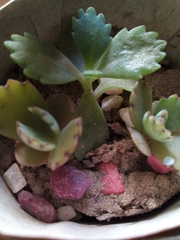 Crassulaceae