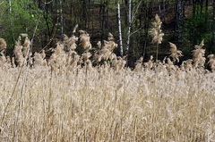 Phragmites australis