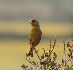 Chloris chloris