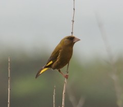 Chloris chloris