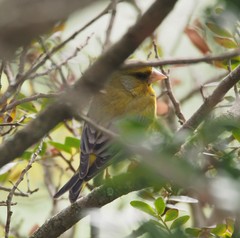 Chloris chloris