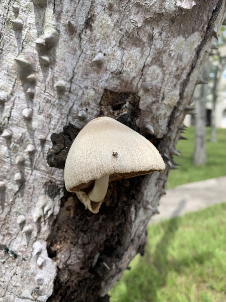 Volvariella bombycina