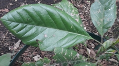 Magnolia gilbertoi