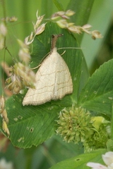 Polypogon tentacularia