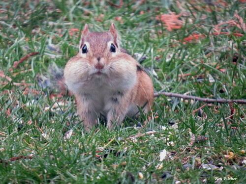 Eastern Chipmunk photographed in Vermont