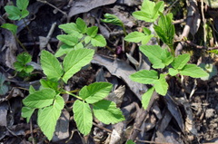 Aegopodium podagraria