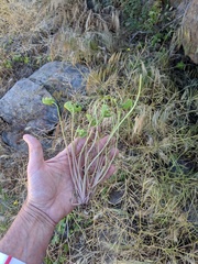 Claytonia parviflora