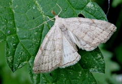 Pechipogo strigilata