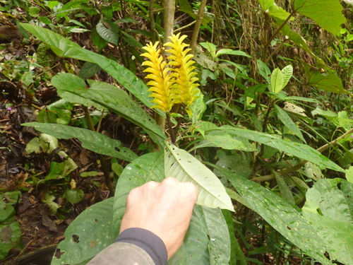 Foto de Planta zebra